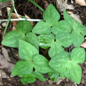 Sharp-Lobed Hepatica Live Plant – Perennial, Bare Root, Zones 4-8, Partial to Full Shade - Image 4