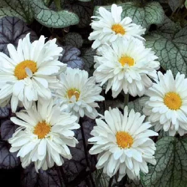 Shasta Daisy Live Plant – Leucanthemum Superbum – Starter Perennial – USDA Zones 5-9 - Image 5