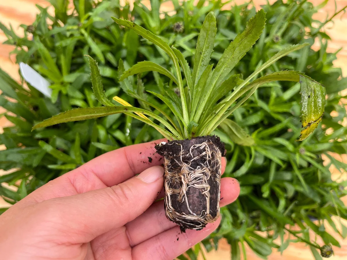 Shasta Daisy Live Plant – Leucanthemum Superbum – Starter Perennial – USDA Zones 5-9 - Image 6