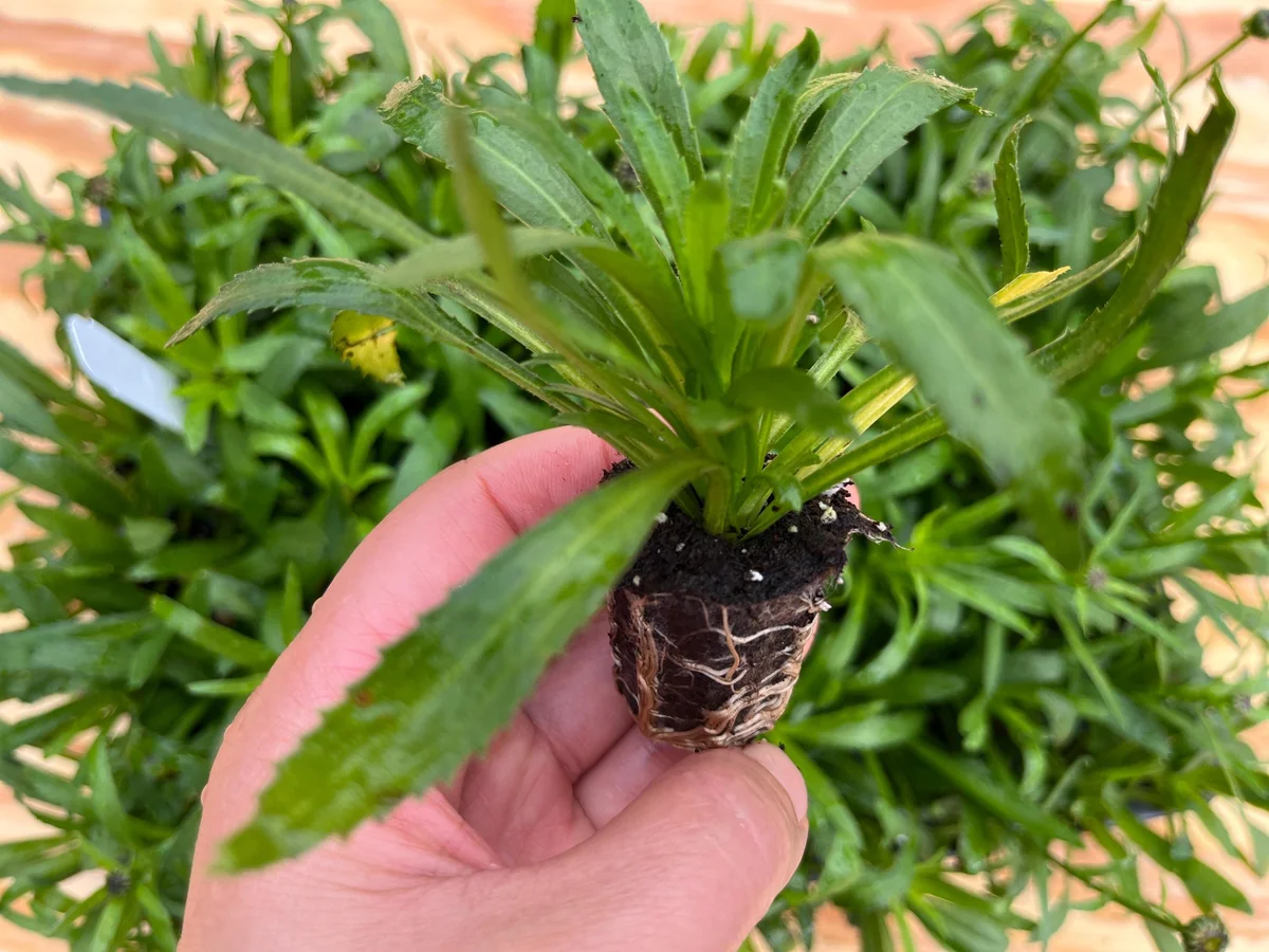 Shasta Daisy Live Plant – Leucanthemum Superbum – Starter Perennial – USDA Zones 5-9 - Image 7