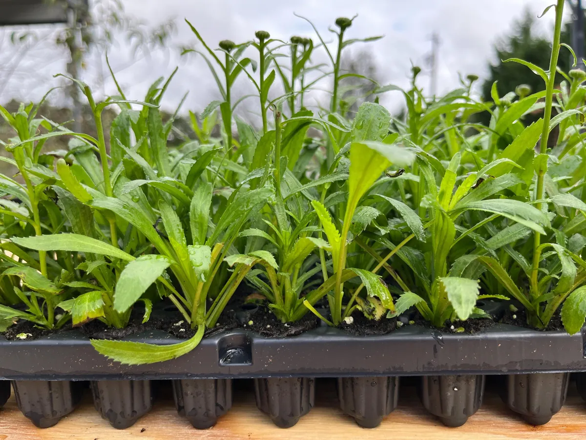 Shasta Daisy Live Plant – Leucanthemum Superbum – Starter Perennial – USDA Zones 5-9 - Image 8