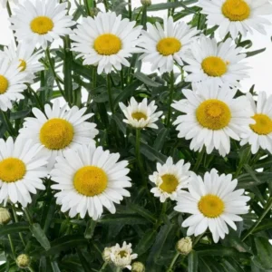 Shasta Daisy Lucille White Live Plant - 4-8