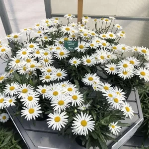 Shasta Daisy Lucille White Live Plant - 4-8