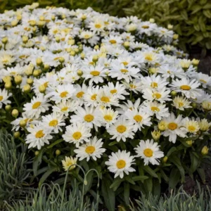 Shasta Daisy Lucille White Live Plant - 4-8