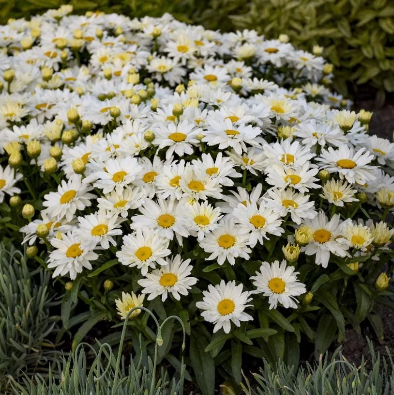 Shasta Daisy Lucille White Live Plant - 4-8" Tall Hardy Perennial White Yellow Blooms for Garden & Landscape - Image 4