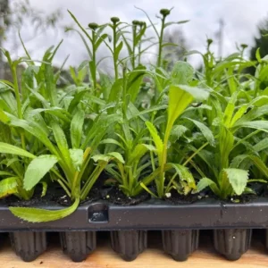 Shasta Daisy Lucille White Live Plant - 4-8