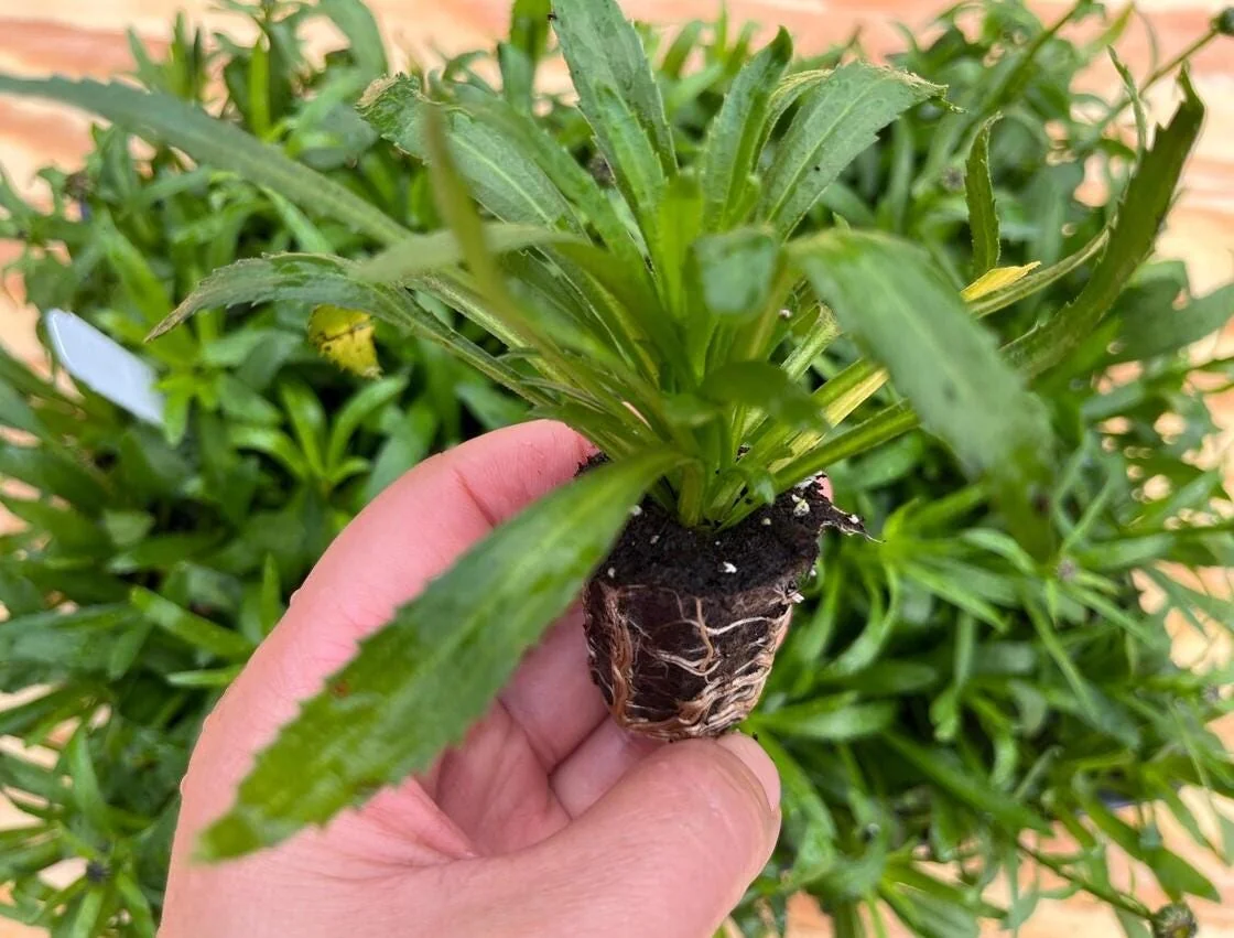Shasta Daisy Lucille White Live Plant - 4-8" Tall Hardy Perennial White Yellow Blooms for Garden & Landscape - Image 6