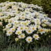 Shasta Daisy Lucille White Starter Plants - Set of 2 Live Perennials, 4-8" Tall, White Blooms, Outdoor - Image 1