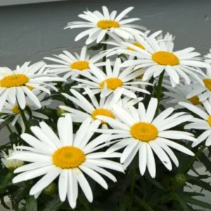 Shasta Daisy Lucille White Starter Plants - Set of 2 Live Perennials, 4-8