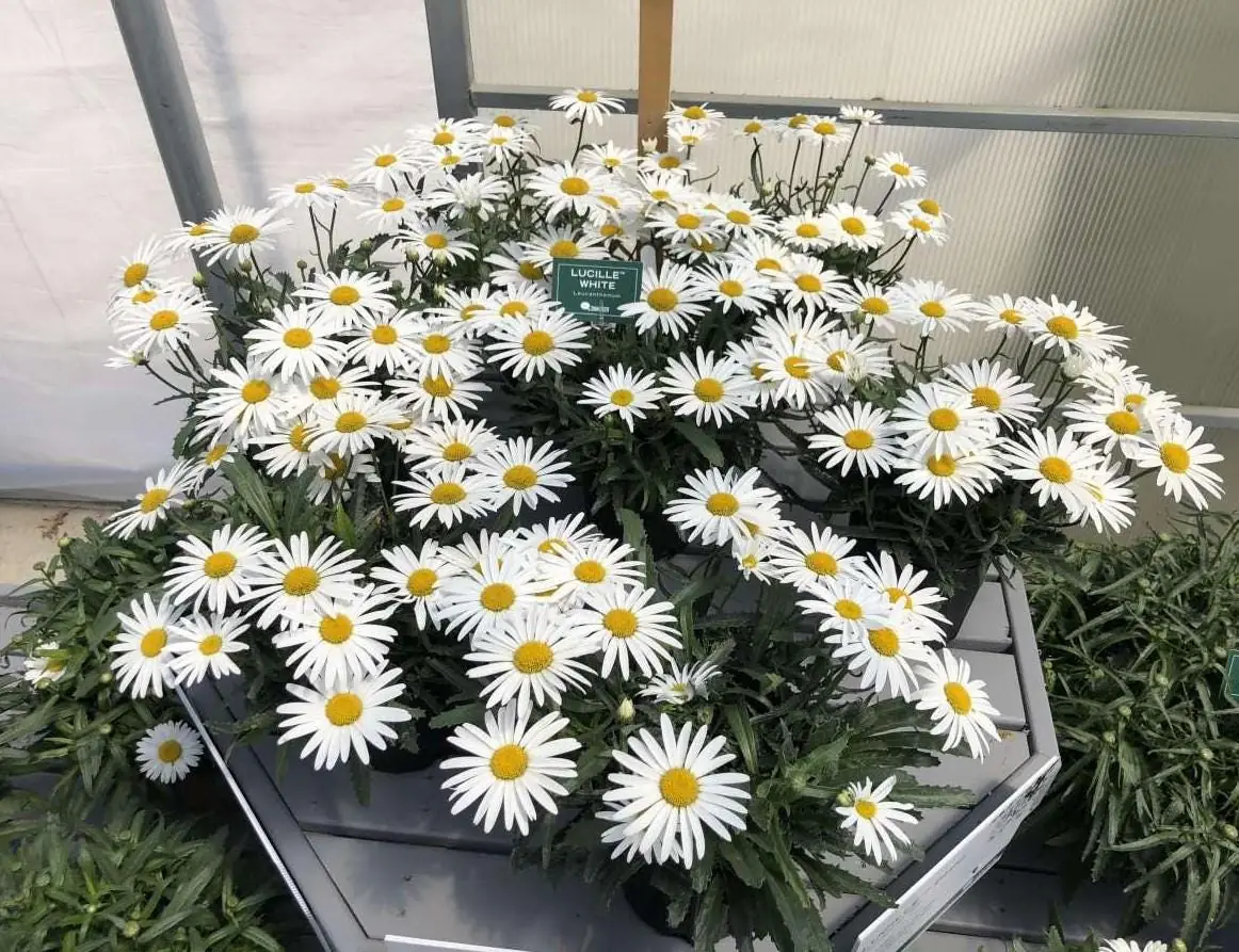 Shasta Daisy Lucille White Starter Plants - Set of 2 Live Perennials, 4-8" Tall, White Blooms, Outdoor - Image 4