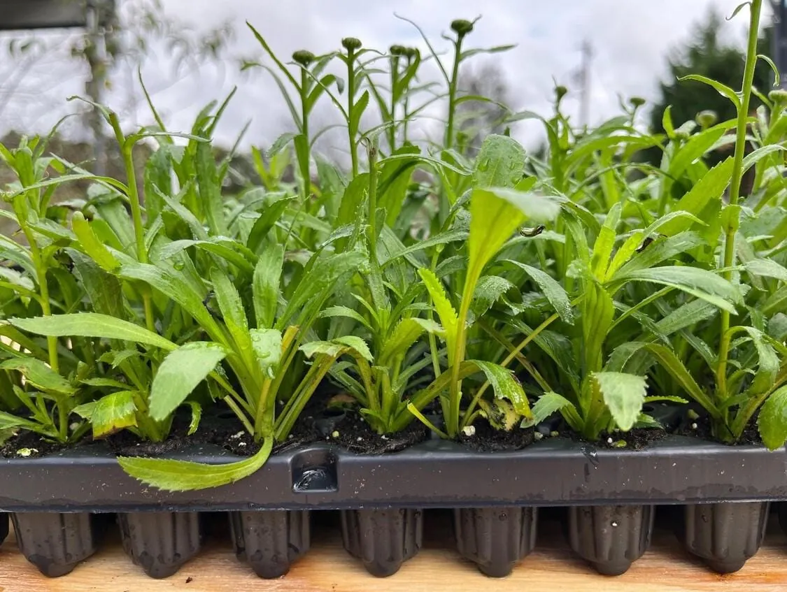 Shasta Daisy Lucille White Starter Plants - Set of 2 Live Perennials, 4-8" Tall, White Blooms, Outdoor - Image 5
