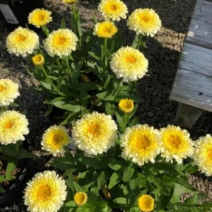 Shasta Daisy Luna Live Plant – 4-8