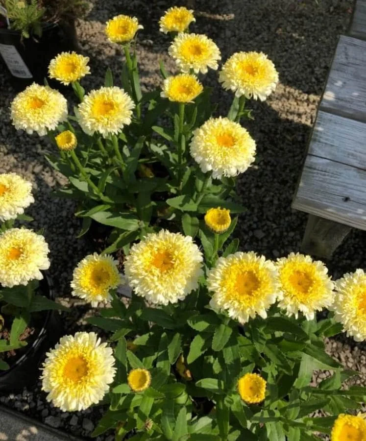 Shasta Daisy Luna Live Plant – 4-8" Tall – Perennial Flower – Outdoor - Image 2