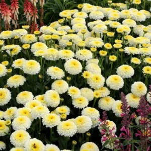 Shasta Daisy Luna Live Plant – 4-8