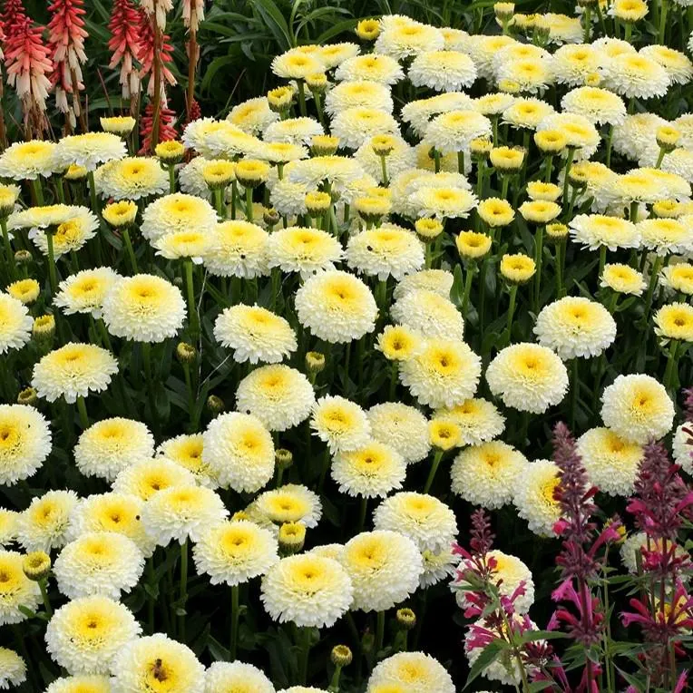 Shasta Daisy Luna Live Plant – 4-8" Tall – Perennial Flower – Outdoor - Image 3