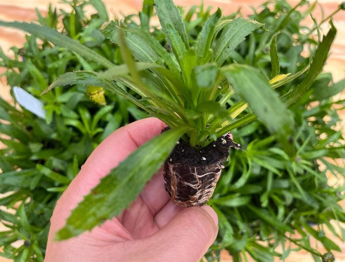 Shasta Daisy Luna Live Plant – 4-8" Tall – Perennial Flower – Outdoor - Image 5