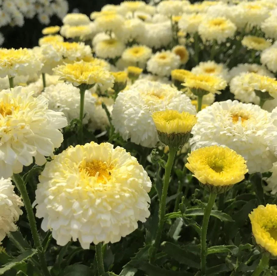 Shasta Daisy Luna Live Plant – 4-8" Tall – Perennial Flower – Outdoor - Image 1