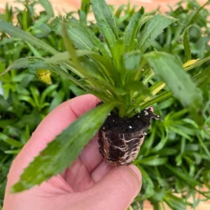 Shasta Daisy Realflor Real Charmer Live Plant – 4-8