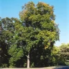 Shellbark Hickory Tree Live Plant - 18+ Inches Tall, Set of 2 Bare Root - Image 1