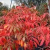 Shining Sumac Bare Root Seedlings - Rhus copallinum - 2 Pack, 1-2 ft Tall, Outdoor - Image 1