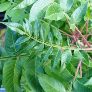 Shining Sumac Bare Root Seedlings - Rhus copallinum - 2 Pack, 1-2 ft Tall, Outdoor - Image 2