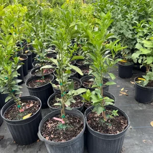 Shiranui Mandarin Tree – Grafted Citrus Live Plant – 3 Gallon – 2-3 Feet Tall - Image 3