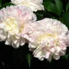 Shirley Temple Peony Bare Root - 2-3 Eye - White to Pink Fragrant Blooms - Image 1