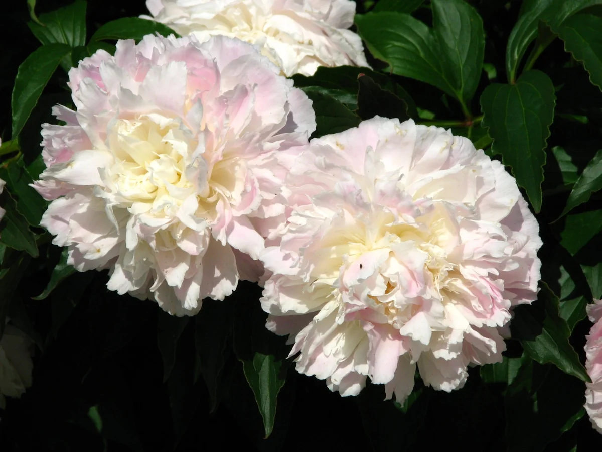 Shirley Temple Peony Bare Root - 2-3 Eye - White to Pink Fragrant Blooms - Image 1