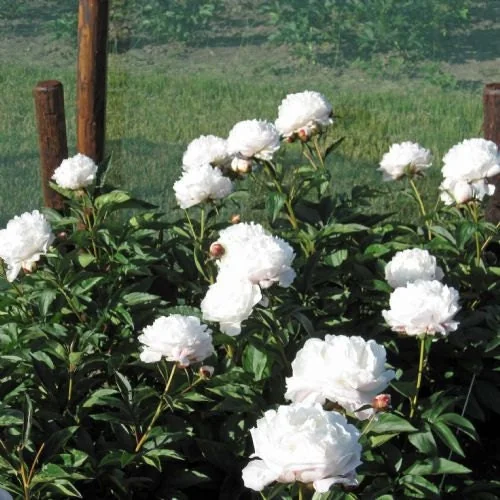 Shirley Temple Peony Bare Root - 2-3 Eye - White to Pink Fragrant Blooms - Image 2