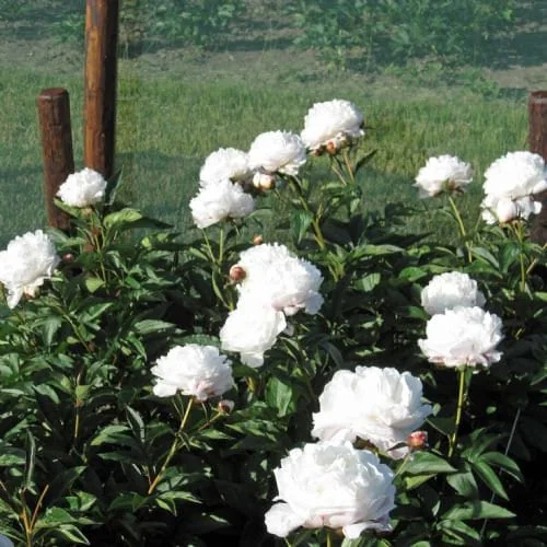 Shirley Temple Peony Bare Root - 2-3 Eye - White to Pink Fragrant Blooms - Image 2
