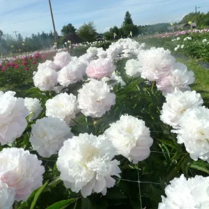 Shirley Temple Peony Bare Root - 2-3 Eye - White to Pink Fragrant Blooms - Image 3