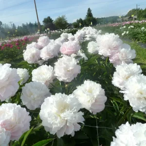 Shirley Temple Peony Bare Root - 2-3 Eye - White to Pink Fragrant Blooms - Image 3