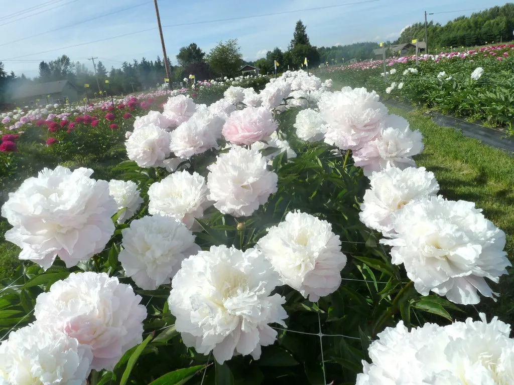 Shirley Temple Peony Bare Root - 2-3 Eye - White to Pink Fragrant Blooms - Image 3