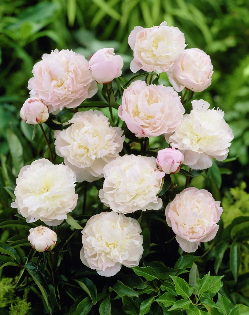 Shirley Temple Peony Bare Root - 2-3 Eye - White to Pink Fragrant Blooms - Image 4