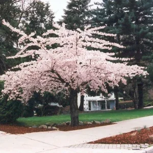 Shirofugen Flowering Cherry Tree - Live Plant - 2 to 3 Feet Tall - Grafted - 3 Gallon Pot - Image 2