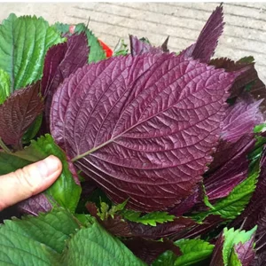 Shiso Perilla Live Plant - 3 Pack Green & Purple Beefsteak - 6-12 inch Starter - Outdoor - Image 2