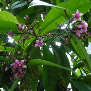 Shoebutton Plant (Ardisia humilis) – Tropical House Plant – 3 inch Pot - Image 2