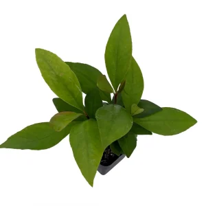 Shoebutton Plant (Ardisia humilis) – Tropical House Plant – 3 inch Pot - Image 3