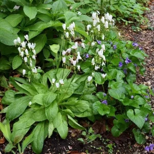 Shooting Star (Dodecatheon meadia) Bare-root Plant - Unique Spring Wildflower - Image 3