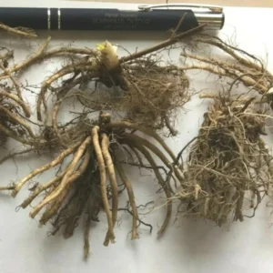 Shooting Star Flower Bulbs - Dodecatheon meadia - Perennial Wildflower - Set of 5 - Image 2