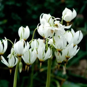Shooting Star Flower Bulbs - Dodecatheon meadia - Perennial Wildflower - Set of 5 - Image 3