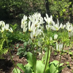 Shooting Star Flower Bulbs - Dodecatheon meadia - Perennial Wildflower - Set of 5 - Image 4