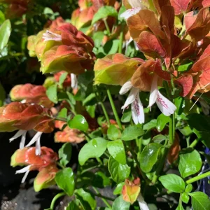 Shrimp Plant Live Plant 1 ft Tall in 6 inch Pot - Unique Blooms - Image 1