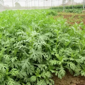 Shungiku Seeds - Edible Chrysanthemum, Tong Ho, Tan Ngo - 200+ Seeds Outdoor - Image 2