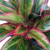 Siam Aurora Chinese Evergreen Live Plant - Aglaonema - 6 inch Pot - Indoor - Image 1