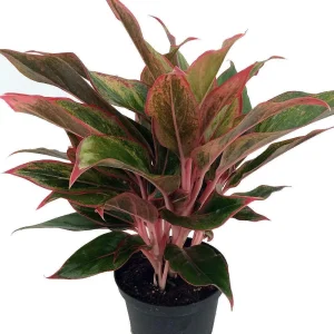 Siam Aurora Chinese Evergreen Live Plant - Aglaonema - 6 inch Pot - Indoor - Image 2