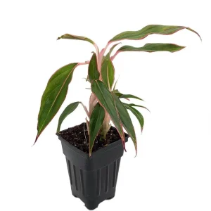 Siam Aurora Chinese Evergreen Live Plant - Aglaonema - 2.5 inch Pot - Indoor - Image 3
