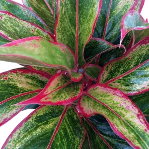 Siam Aurora Chinese Evergreen Live Plant - Aglaonema - 6 inch Pot - Indoor - Image 1