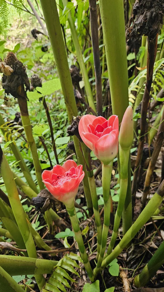 Siam Rose Torch Ginger Rhizome - Exotic Tropical Flower Plant for Gardens - Image 2