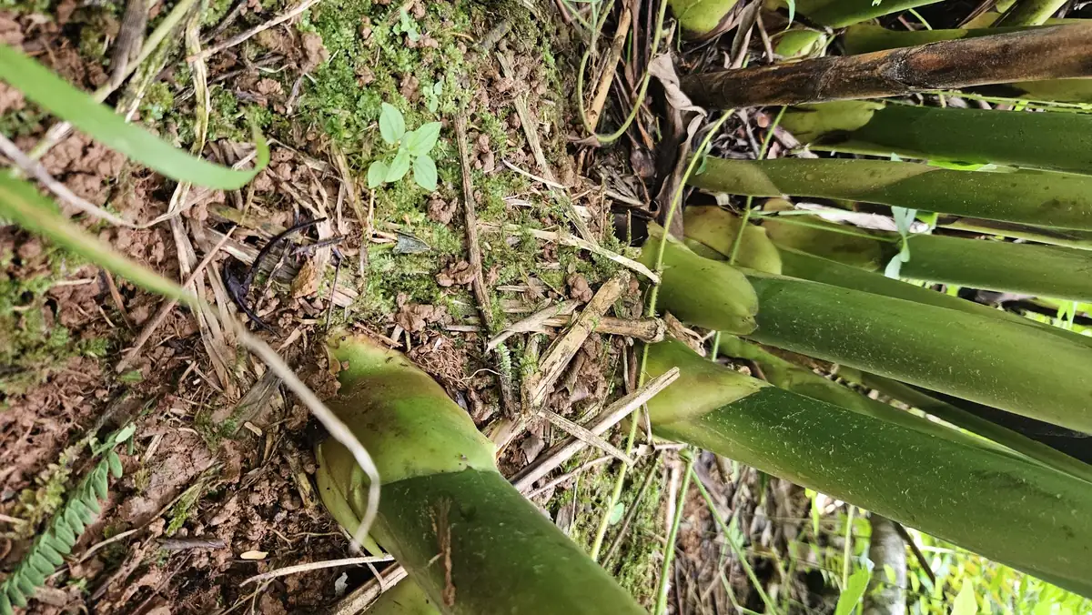 Siam Rose Torch Ginger Rhizome - Exotic Tropical Flower Plant for Gardens - Image 4